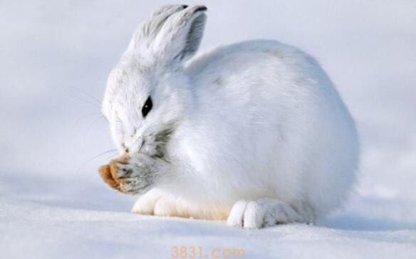 安哥拉雪兔的寿命有多长(图1)
