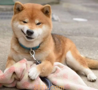 狗狗能不能吃哈密瓜?为什么(图1)