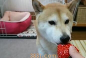 狗能吃草莓吗为什么会拉稀(图1)