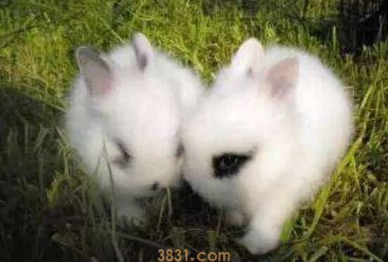 安哥拉长毛兔生仔怎样安排饮食(图1)