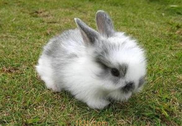 怎么给安哥拉兔打理(图1)