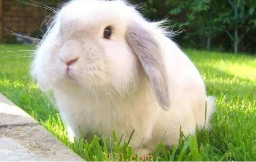 安哥拉兔为什么会死(图1)