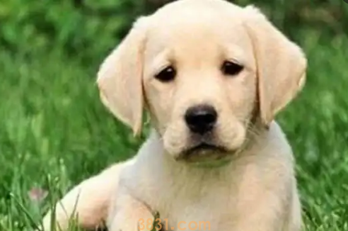 狗狗胃胀气怎么快速把放屁(图1)