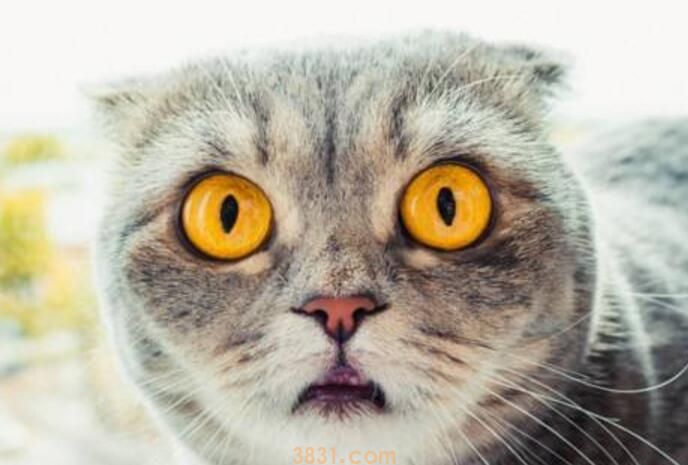 猫抓板怎么放猫薄荷(图2)