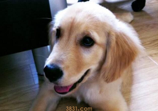 训犬犬盯灯技巧(图1)