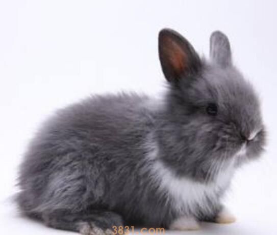 安哥拉长毛兔怕冷吗(图1)