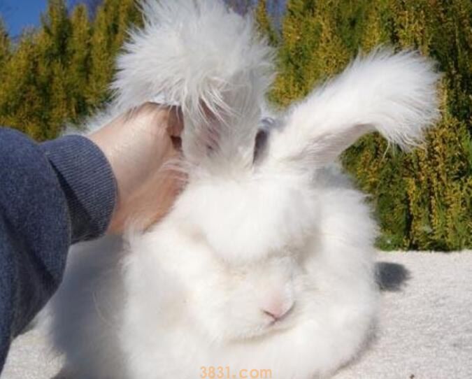 德国安哥拉兔有什么颜色(图1)