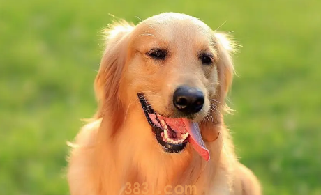 狗狗拉稀呕吐是怎么回事(图1)