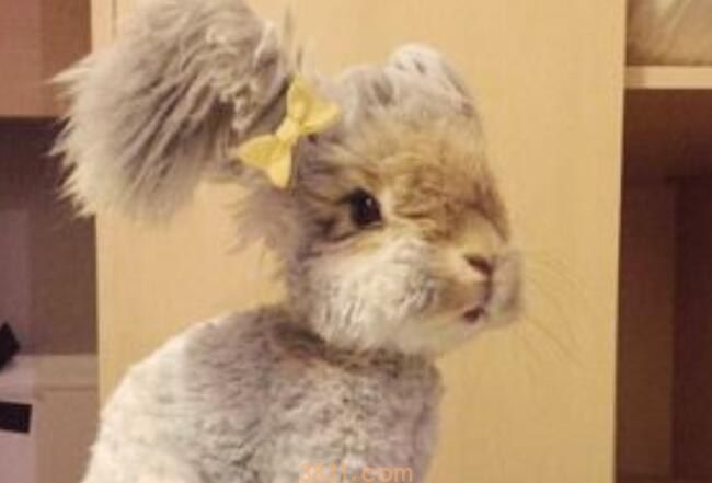 安哥拉兔一般生活在哪里(图1)