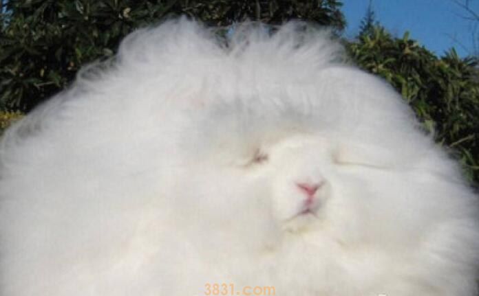 安哥拉兔可吃什么草(图1)