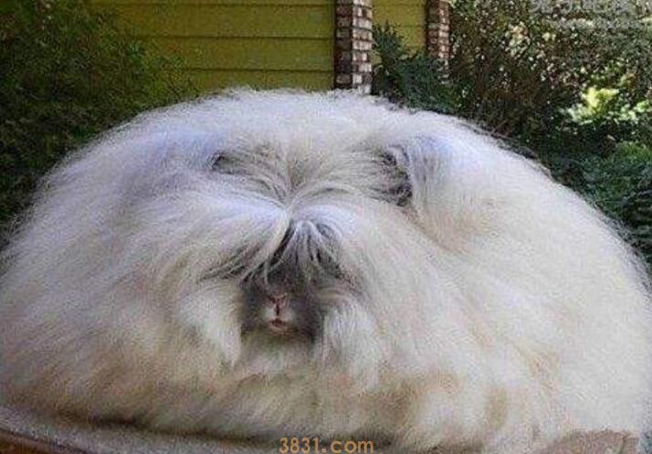 巨型安哥拉兔吃什么(图1)