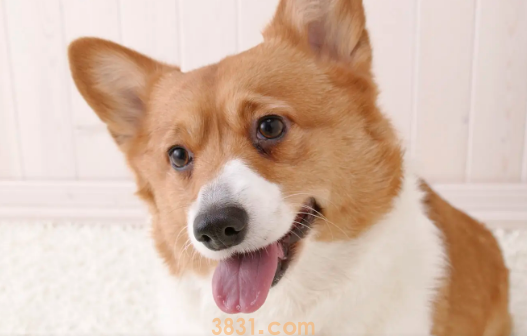 狗狗身上的跳蚤怎么弄出(图1)