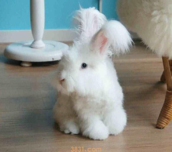 安哥拉兔怎样洗澡(图1)