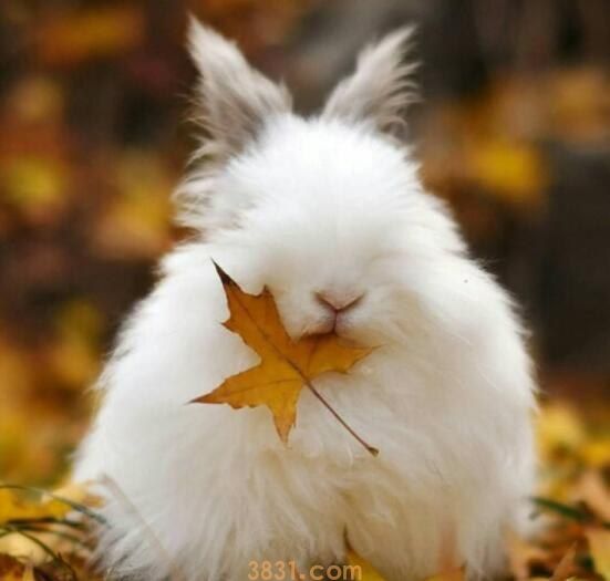 纯种安哥拉兔怎么辨别(图1)