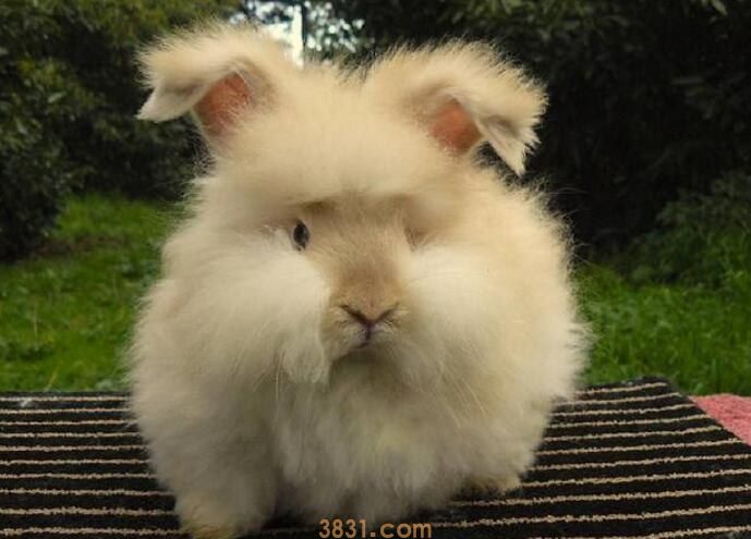 安哥拉兔需要打针吗(图1)