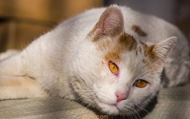 猫抓板怎么放猫薄荷(图3)