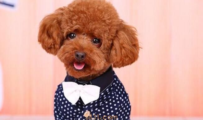 训犬犬盯灯技巧(图2)