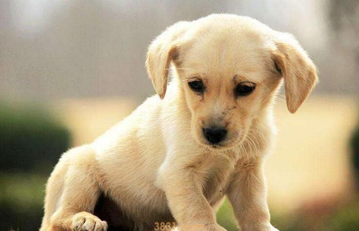 训犬犬盯灯技巧(图3)