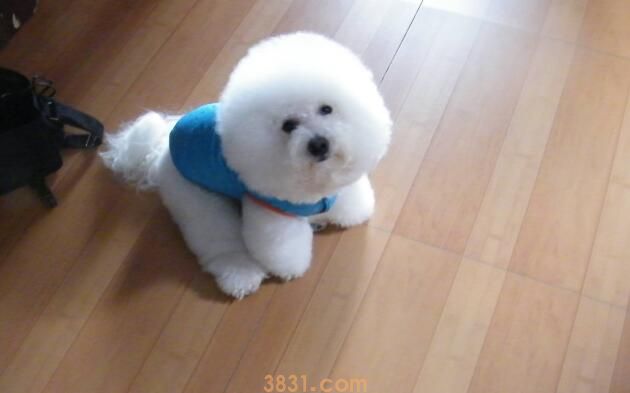 训练比熊狗狗教程(图2)