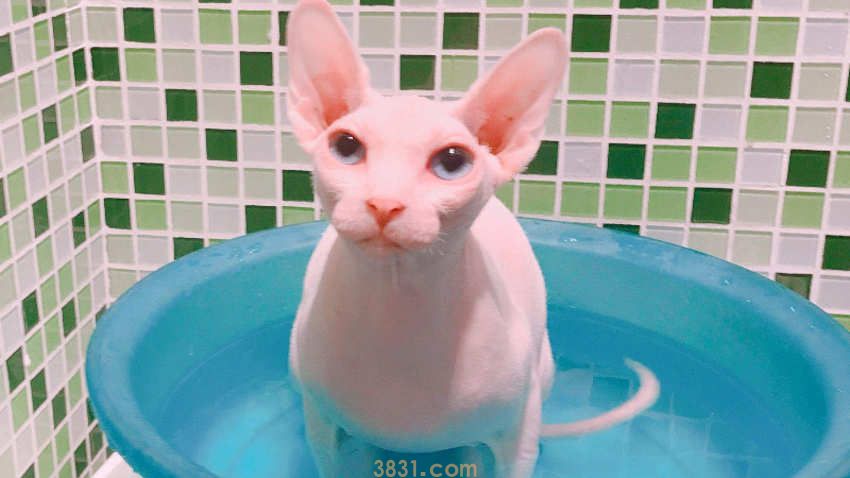 适合斯芬克斯吃的猫粮(图1)