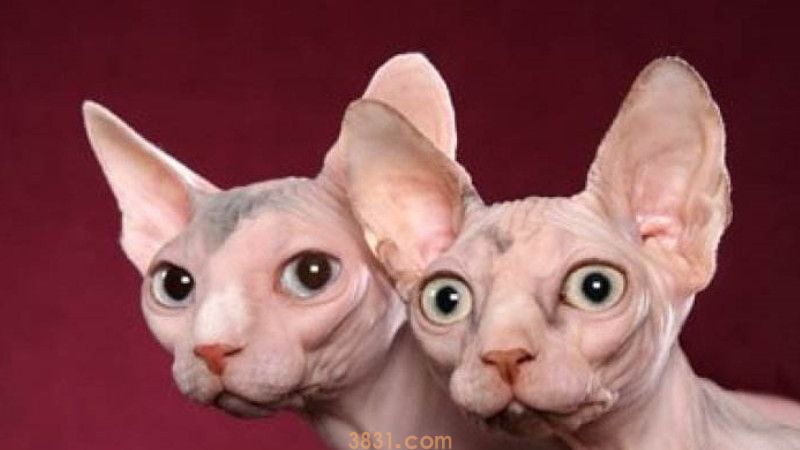 适合斯芬克斯吃的猫粮(图2)