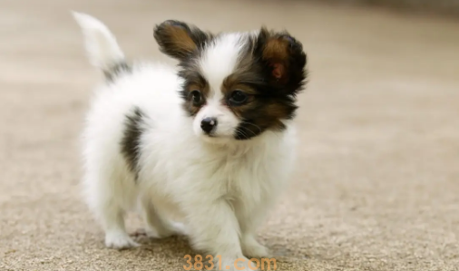 小狗能不能吃西瓜子(图1)