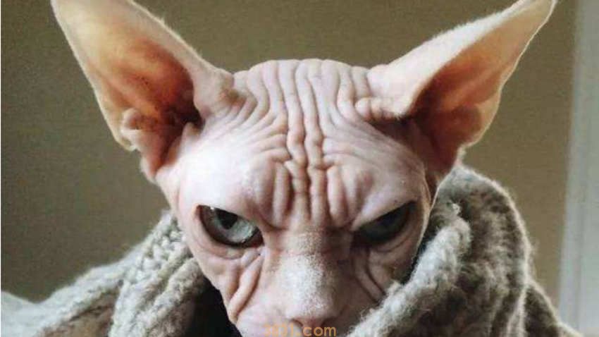 适合斯芬克斯吃的猫粮(图3)