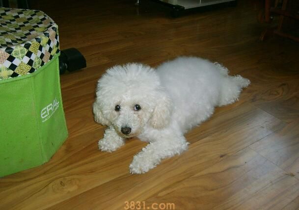 训练比熊狗狗教程(图3)