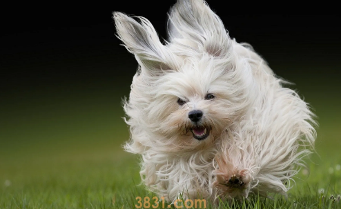 狗狗吃猪肝一次喂多少合适(图1)