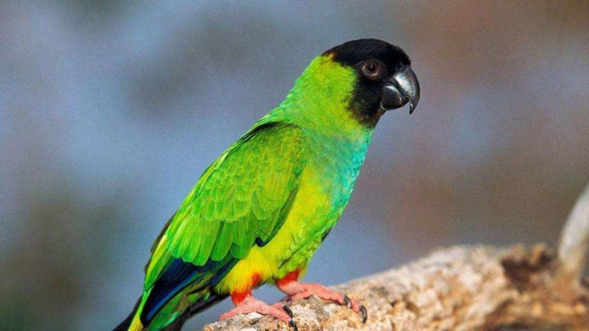 小鹦鹉会说话吗(图1)