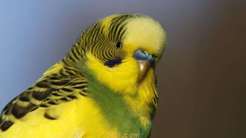 小鹦鹉会说话吗(图3)