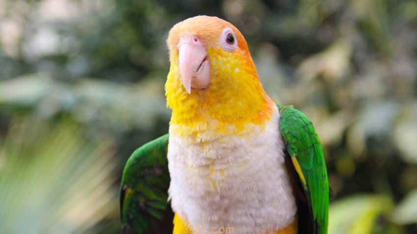 小鹦鹉会说话吗(图2)