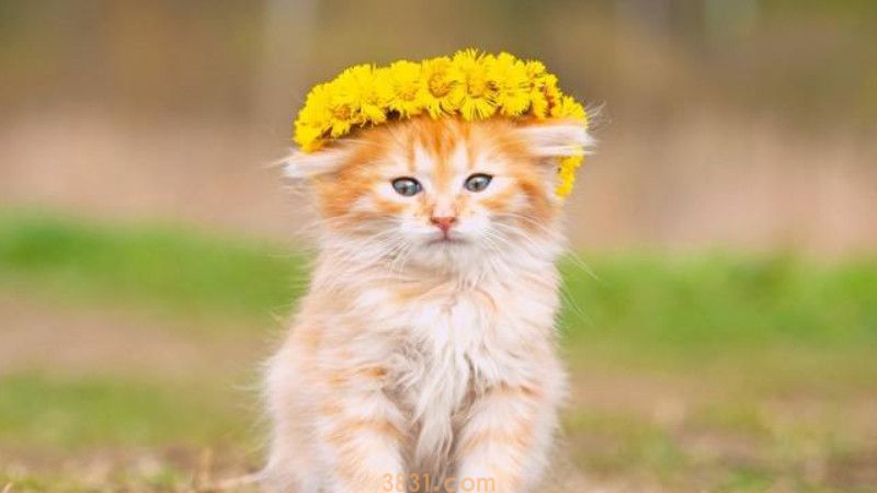 猫咪长脓包的原因(图2)