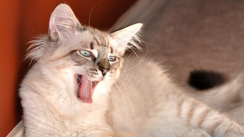 猫咪长脓包的原因(图3)