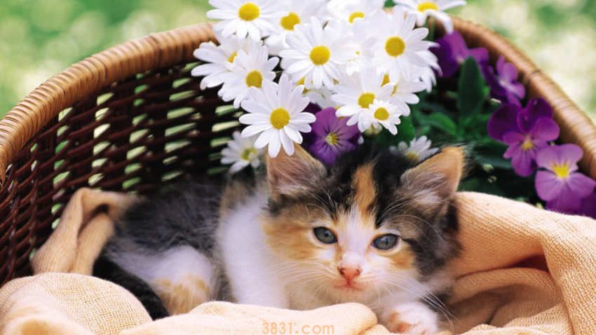 猫有大姨妈吗(图2)