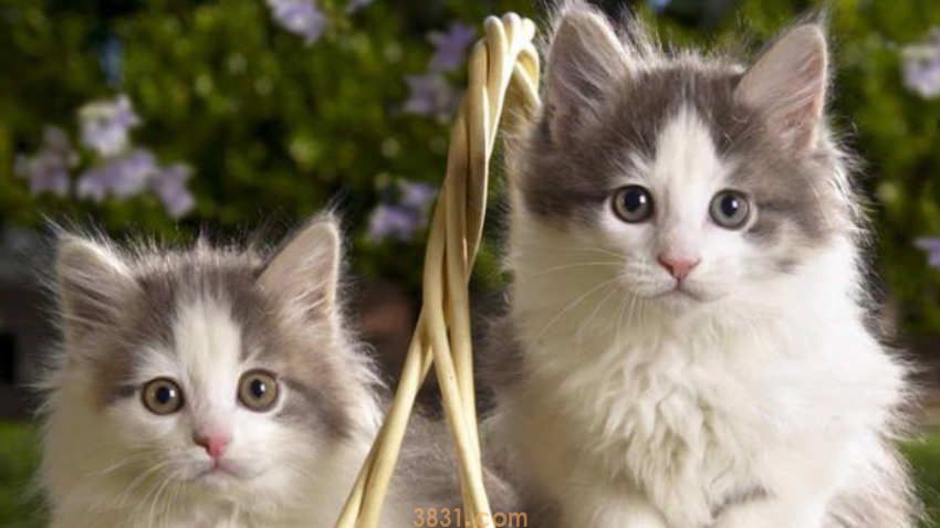 猫有大姨妈吗(图3)