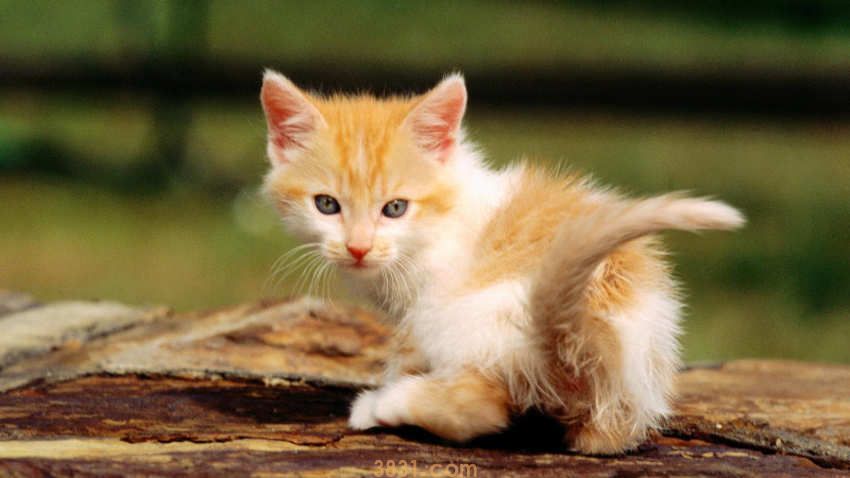 猫身上的寄生虫会传染给人吗(图2)