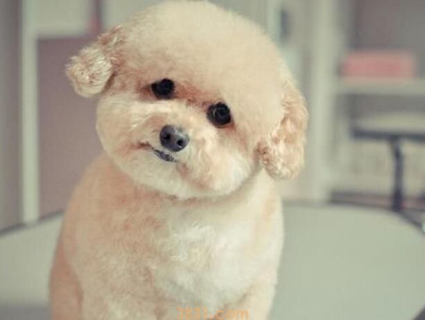 狗狗可以吃夏威夷果吗(图1)