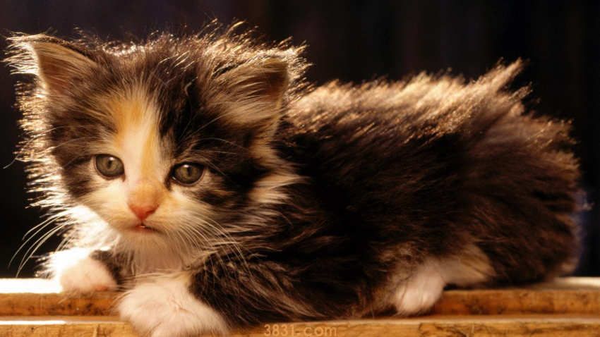 猫身上的寄生虫会传染给人吗(图3)