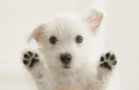 狗狗可以吃夏威夷果吗(图2)