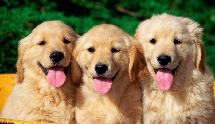 狗狗可以吃夏威夷果吗(图3)