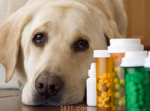 狗老是呕吐是怎么回事,怎么治疗(图1)