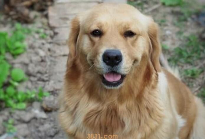 金毛多大懂事(图1)