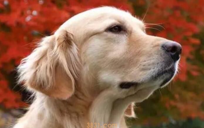 金毛多大懂事(图2)