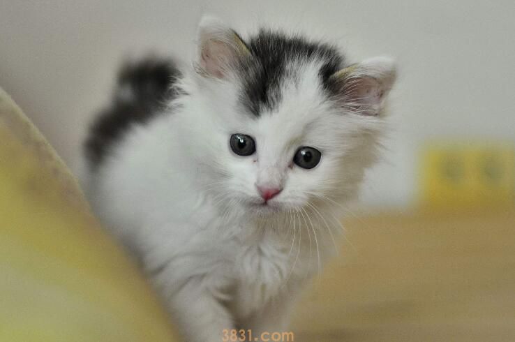 幼猫能喝酸奶吗(图1)