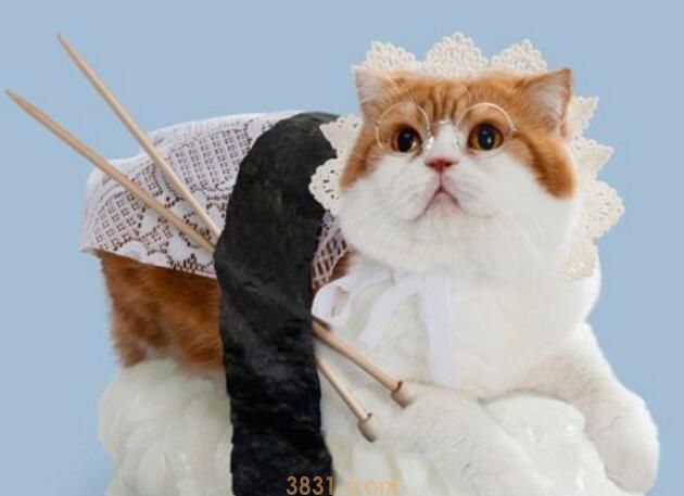 幼猫能喝酸奶吗(图2)