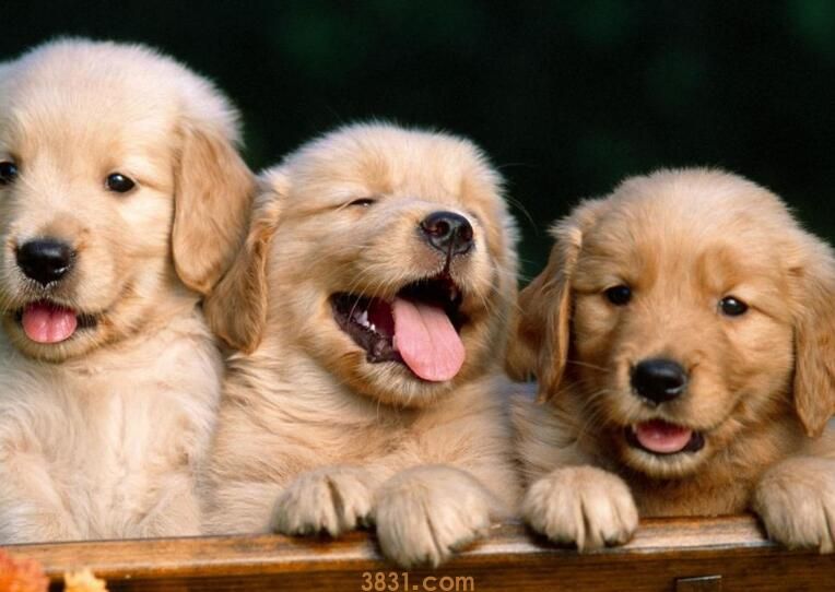 幼犬会感染狂犬病吗(图2)