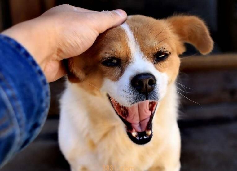 幼犬会感染狂犬病吗(图1)