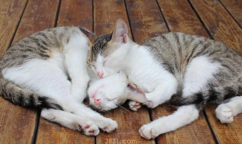母猫不见小猫后的反应(图1)