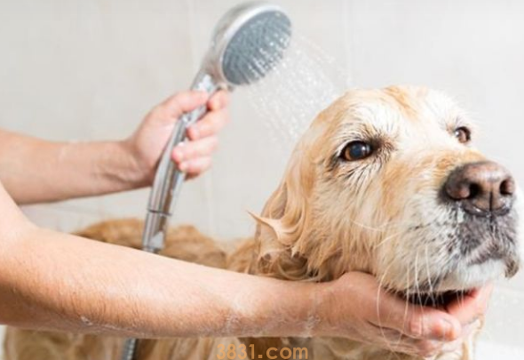 犬浅表脓皮症能用红霉素软膏(图1)